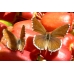 Geranium Bronze Butterfly Cacyreus marshalli 5 pupae